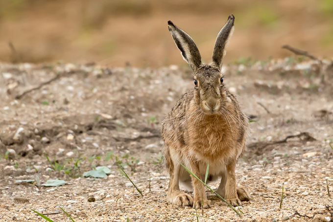 Feldhase, European hare (<em>Lepus europaeus</em>)