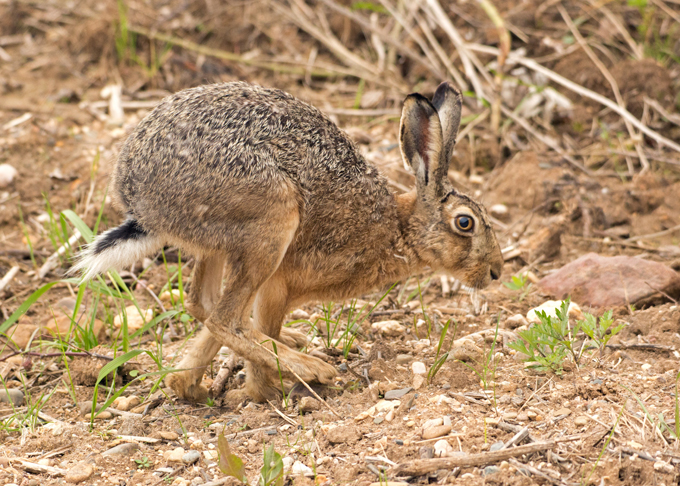 Feldhase, European hare (<em>Lepus europaeus</em>)