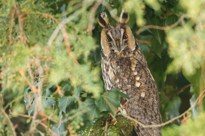 Waldohreule, Long-eared owl (<em>Asio otus</em>)