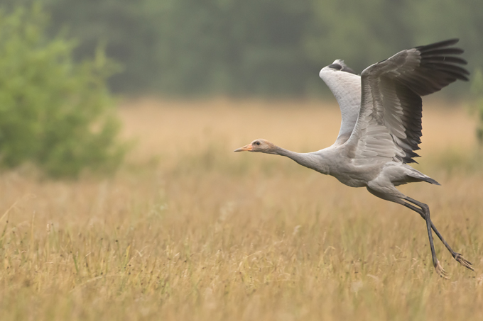 Kranich, Common crane (<em>Grus grus</em>)