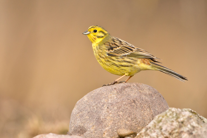 Goldammer, Yellowhammer (<em>Emberiza citrinella</em>)