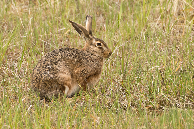 Feldhase, European hare (<em>Lepus europaeus</em>)