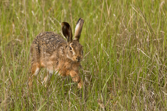 Feldhase, European hare (<em>Lepus europaeus</em>)