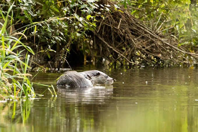 Fischotter, Eurasian otter (<em>Lutra lutra</em>)