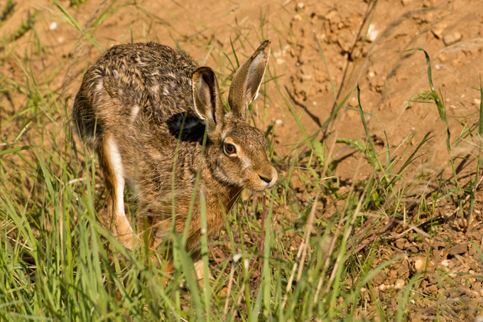 Feldhase, European hare (<em>Lepus europaeus</em>)