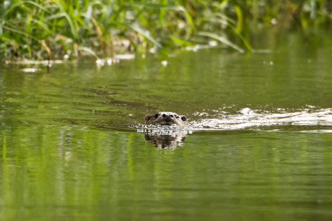 Fischotter, Eurasian otter (<em>Lutra lutra</em>)