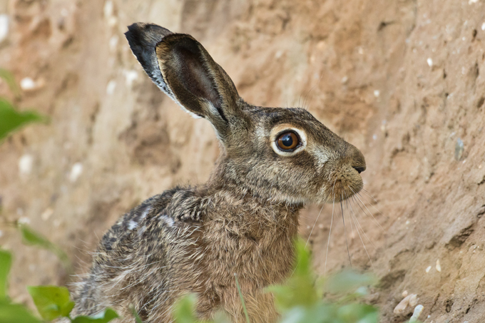 Feldhase, European hare (<em>Lepus europaeus</em>)