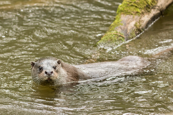 Fischotter, Eurasian otter (<em>Lutra lutra</em>)