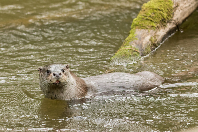 Fischotter, Eurasian otter (<em>Lutra lutra</em>)