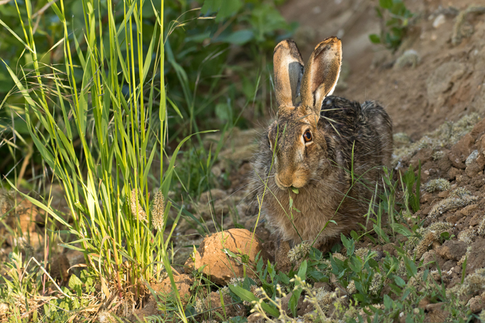 Feldhase, European hare (<em>Lepus europaeus</em>)