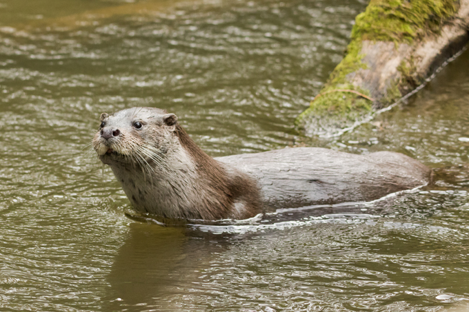 Fischotter, Eurasian otter (<em>Lutra lutra</em>)