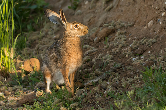 Feldhase, European hare (<em>Lepus europaeus</em>)