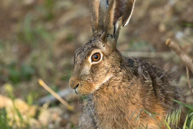 Feldhase, European hare (<em>Lepus europaeus</em>)