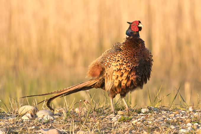 Fasan, Common pheasant (<em>Phasianus colchicus</em>)