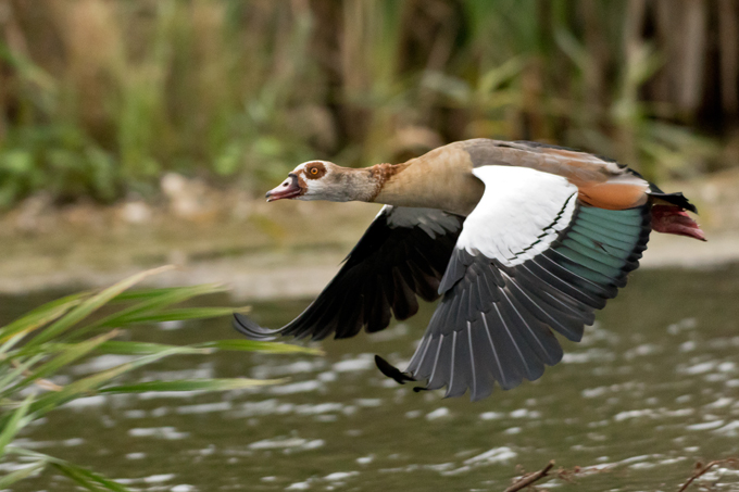 Nilgans, Egyptian goose (<em>Alopochen aegyptiaca</em>)