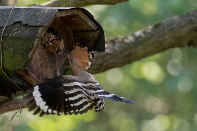 Wiedehopf, Eurasian hoopoe (<em>Upupa epops</em>)