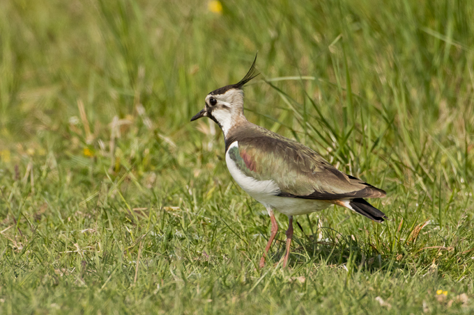 Kiebitz, Northern lapwing (<em>Vanellus vanellus</em>)