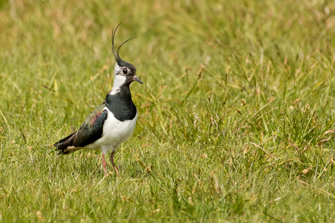 Kiebitz, Northern lapwing (<em>Vanellus vanellus</em>)