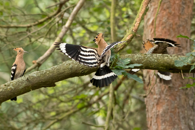 Wiedehopf, Eurasian hoopoe (<em>Upupa epops</em>)