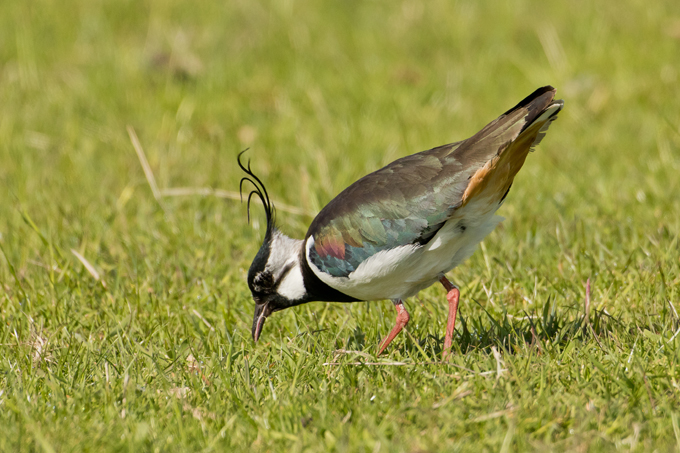 Kiebitz, Northern lapwing (<em>Vanellus vanellus</em>)