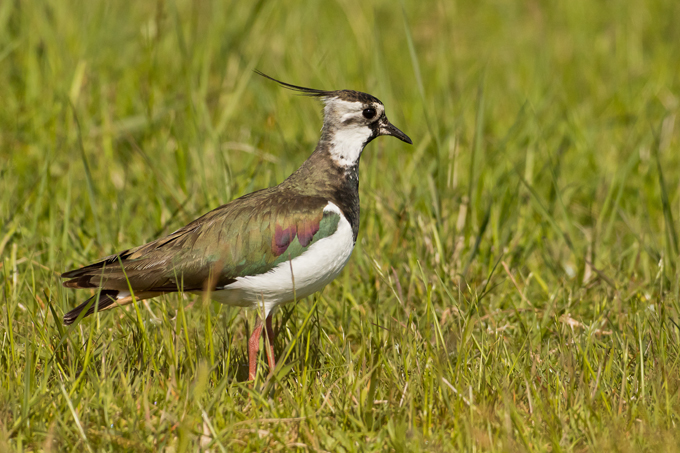 Kiebitz, Northern lapwing (<em>Vanellus vanellus</em>)