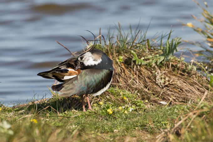 Kiebitz, Northern lapwing (<em>Vanellus vanellus</em>)