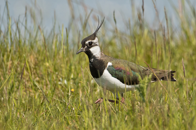 Kiebitz, Northern lapwing (<em>Vanellus vanellus</em>)