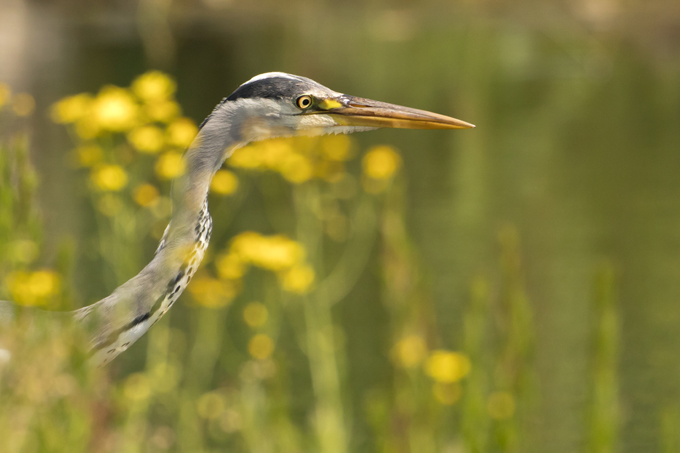 Graureiher, Grey heron (<em>Ardea cinerea</em>)