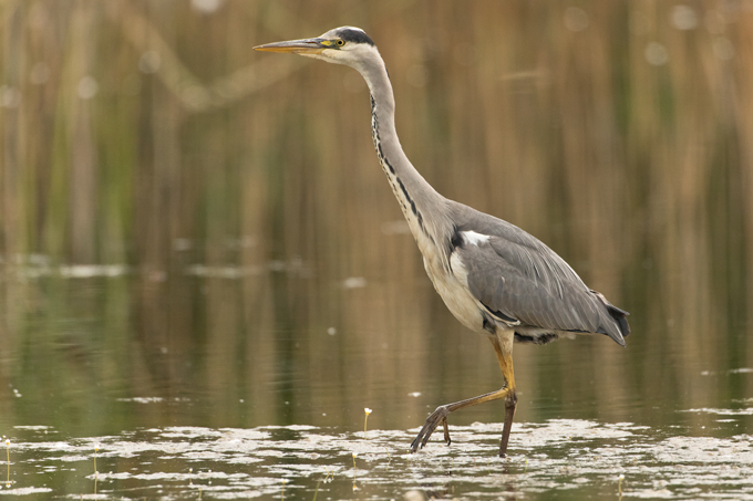 Graureiher, Grey heron (<em>Ardea cinerea</em>)