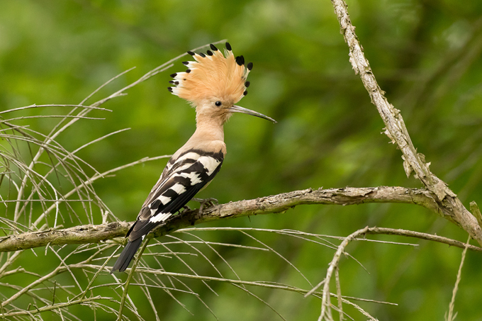 Wiedehopf, Eurasian hoopoe (<em>Upupa epops</em>)