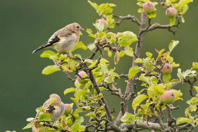 Stieglitz, European goldfinch (<em>Carduelis carduelis</em>)