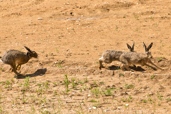 Feldhase, European hare (<em>Lepus europaeus</em>)