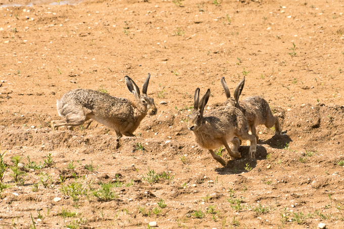 Feldhase, European hare (<em>Lepus europaeus</em>)