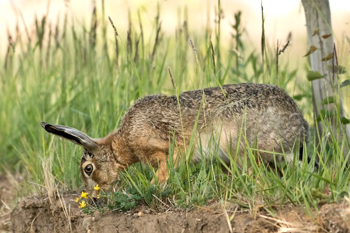 Feldhase, European hare (<em>Lepus europaeus</em>)