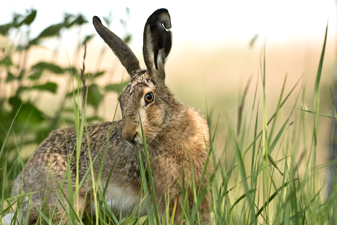 Feldhase, European hare (<em>Lepus europaeus</em>)