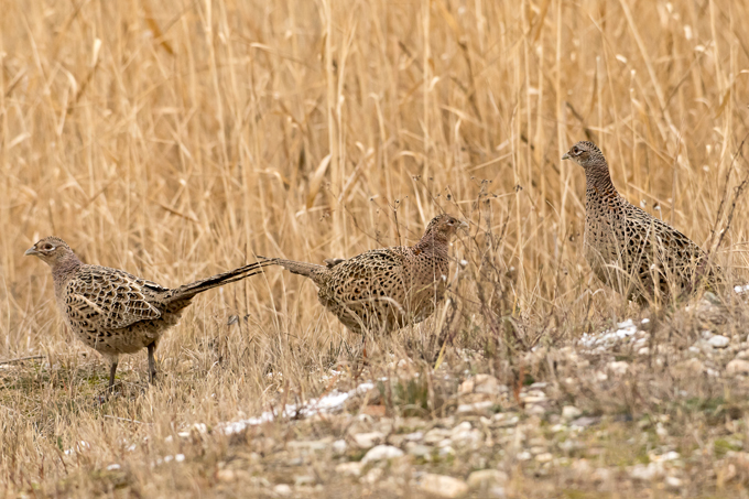 Fasan, Common pheasant (<em>Phasianus colchicus</em>)