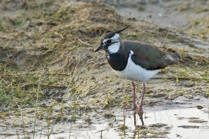 Kiebitz, Northern lapwing (<em>Vanellus vanellus</em>)