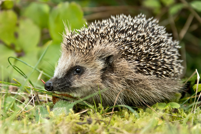 Igel, Erinaceidae (<em>Erinaceus europaeus</em>)