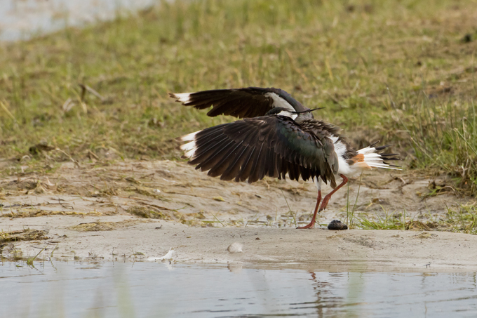 Kiebitz, Northern lapwing (<em>Vanellus vanellus</em>)