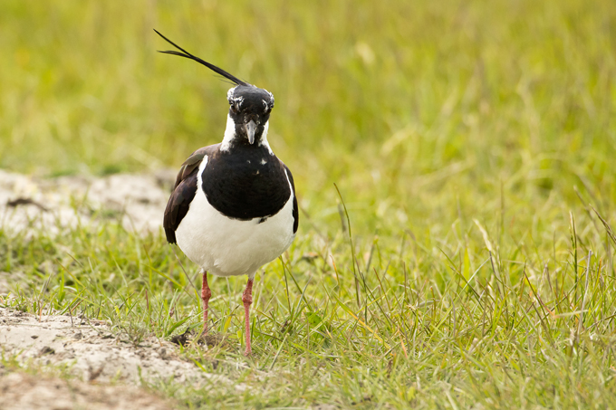 Kiebitz, Northern lapwing (<em>Vanellus vanellus</em>)