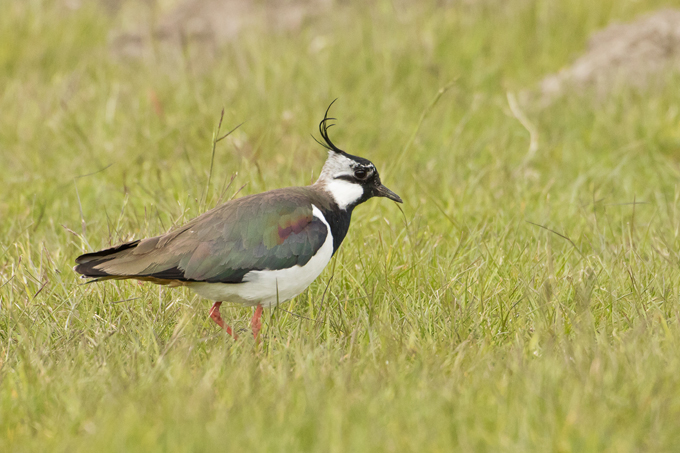 Kiebitz, Northern lapwing (<em>Vanellus vanellus</em>)