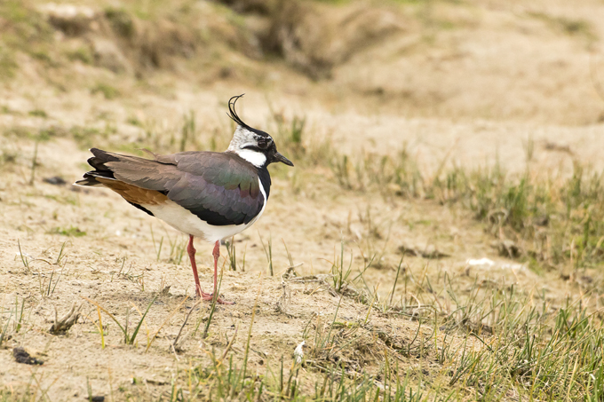 Kiebitz, Northern lapwing (<em>Vanellus vanellus</em>)