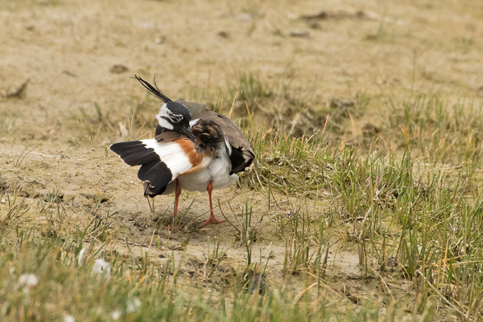 Kiebitz, Northern lapwing (<em>Vanellus vanellus</em>)