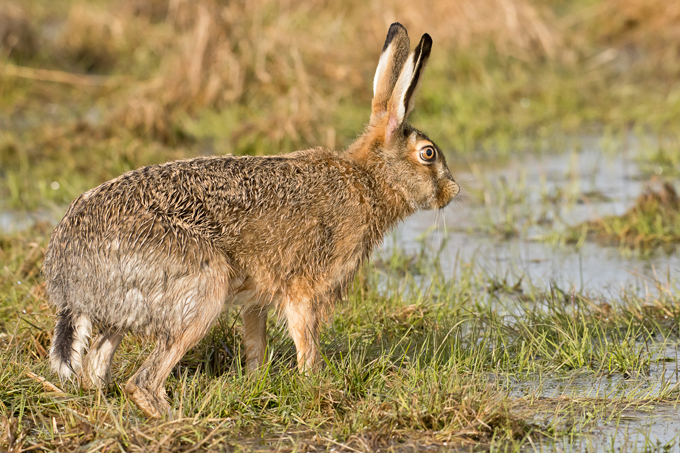 Feldhase, European hare (<em>Lepus europaeus</em>)