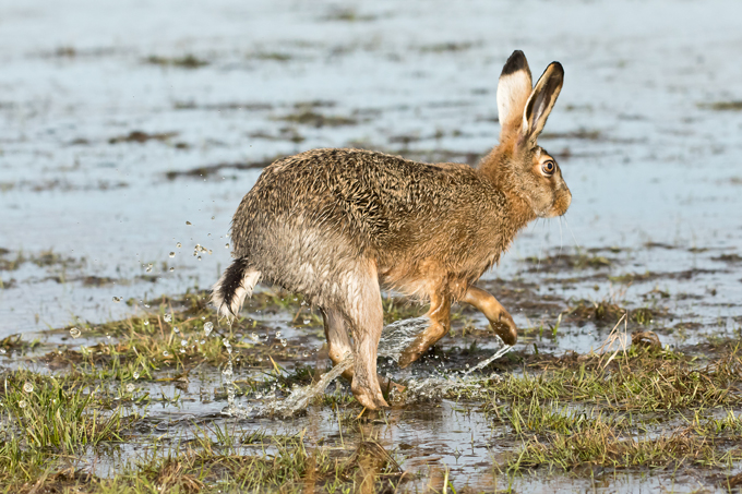 Feldhase, European hare (<em>Lepus europaeus</em>)