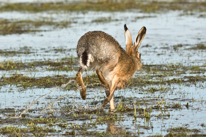 Feldhase, European hare (<em>Lepus europaeus</em>)