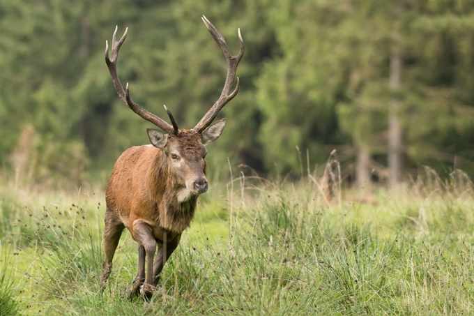 Rothirsch, Red deer (<em>Cervus elaphus</em>)