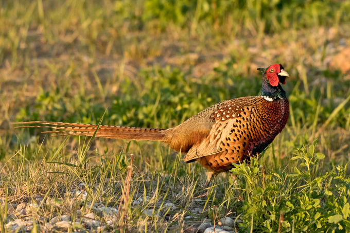 Fasan, Common pheasant (<em>Phasianus colchicus</em>)